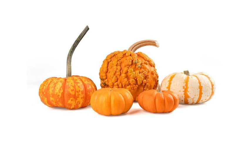 Halloween Bundle UNITED STATES 🇺🇸