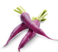 Mini Carrot Top Purple Approx 200 gm per packet 🇿🇦 South Africa