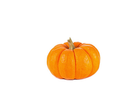Mini Orange Pumpkin 🇺🇸