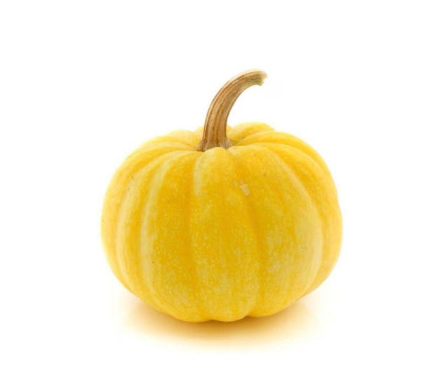 Yellow Mini Pumpkins UNITED STATES 🇺🇸