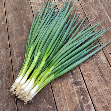 Green Onion Premium quality (United Arab Emirates)🇦🇪