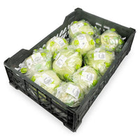 Iceberg lettuce Premium Quality Oman 🇴🇲