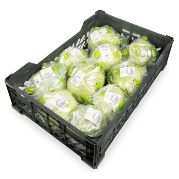 Iceberg lettuce Premium Quality Oman 🇴🇲