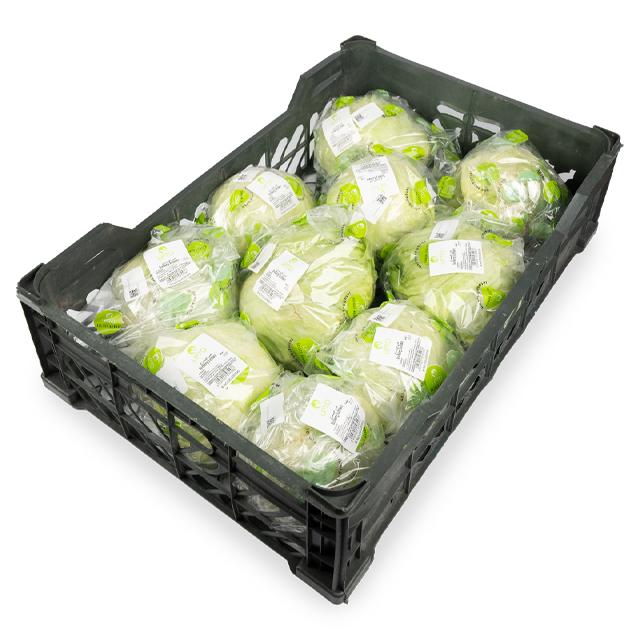Iceberg lettuce Premium Quality Oman 🇴🇲