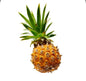 Pineapple baby 200-300g Thailand 🇹🇭