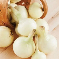 Onion White Australia 🇦🇺