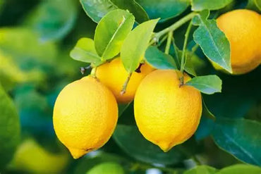 Lemon Premium Quality South Africa 🇿🇦