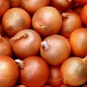 Onion Brown/Yellow Spain 🇪🇸