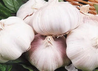 Garlic China china 🇨🇳