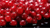 Red Currant Holland 🇳🇱