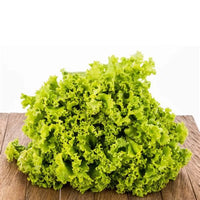 Yellow Lettuce Frisee (Netherlands)🇳🇱