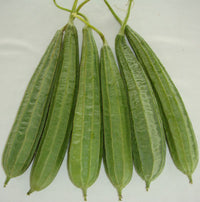 Ridge Gourd (Turai) India 🇮🇳
