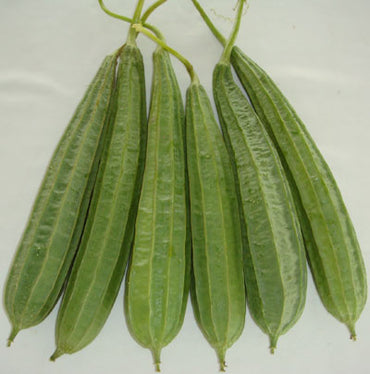 Ridge Gourd (Turai) India 🇮🇳