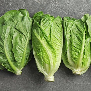 Lettuce Romaine Oman 🇴🇲