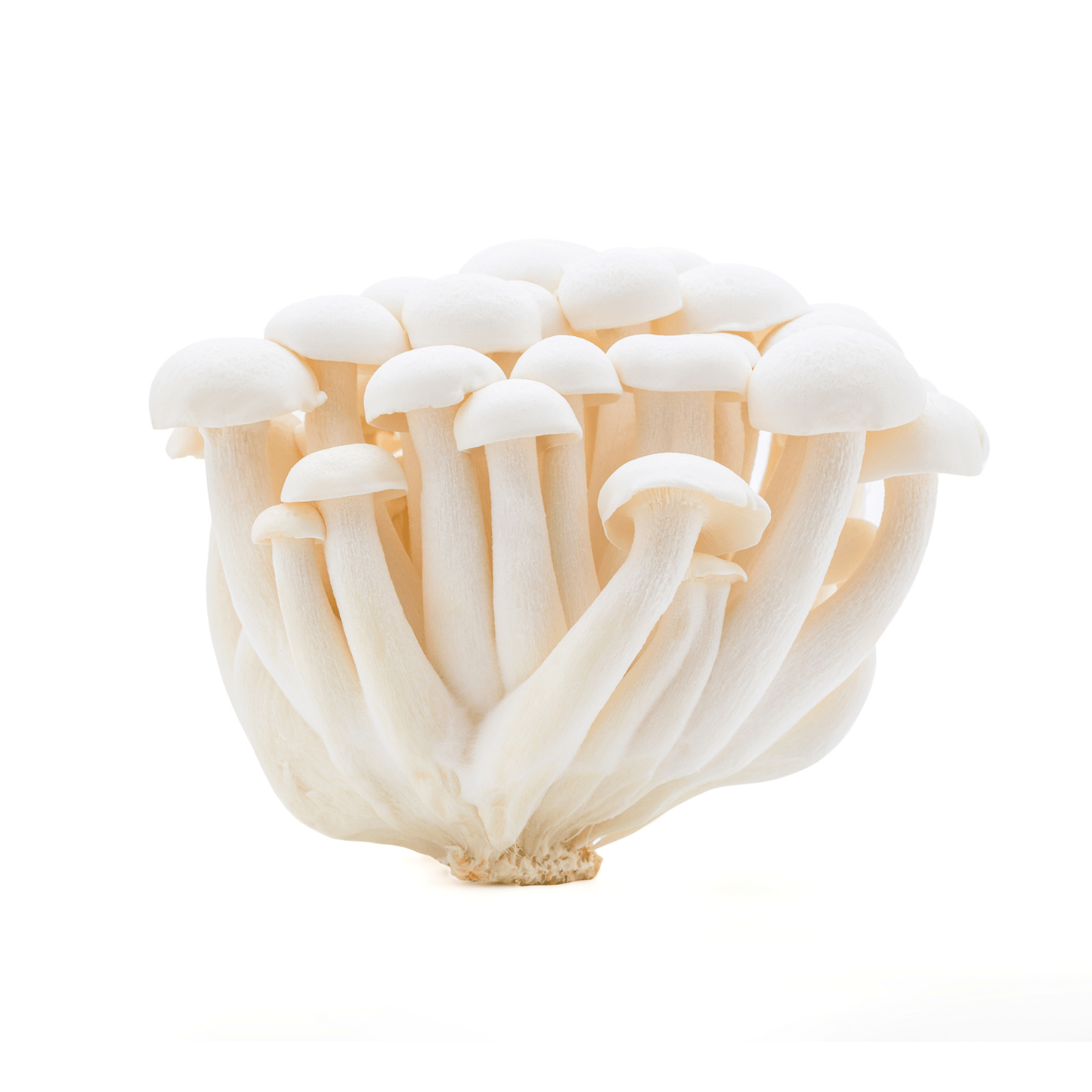 Mushroom Shimeji White (China)🇨🇳