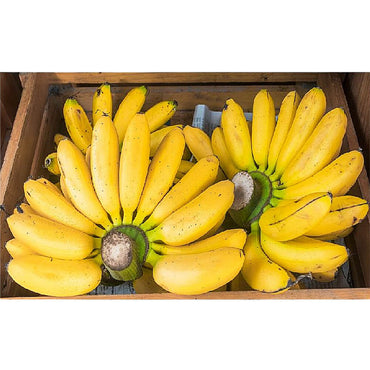 Banana Small Premium Quality India 🇮🇳