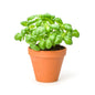 Basil Pot. Size:  1 piece UAE 🇦🇪