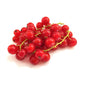 Red Currant 125g holland 🇳🇱