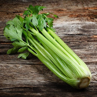 Celery Stick premium quality China 🇨🇳