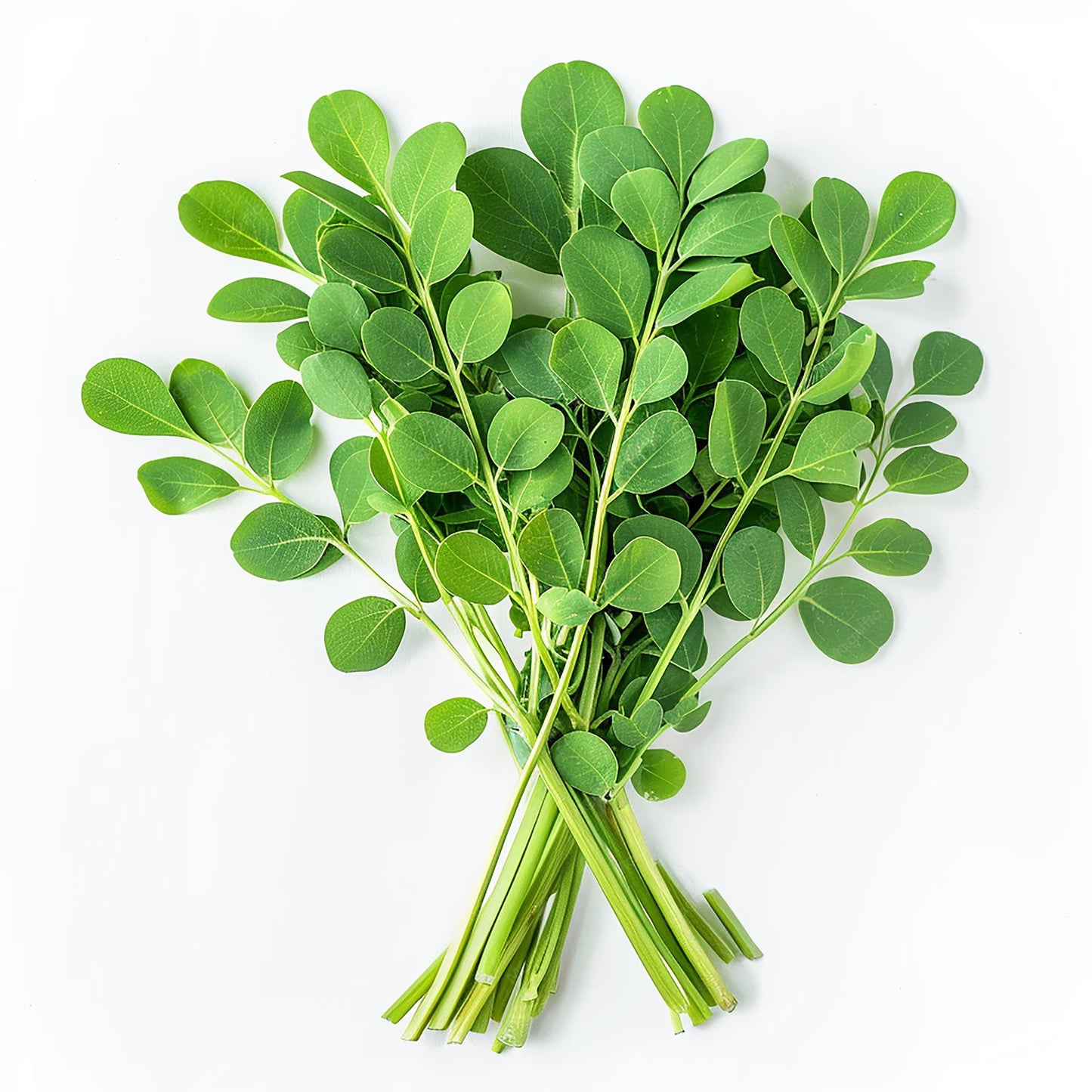 Drumstick Leaves (Moringa Leaves) UAE 🇦🇪