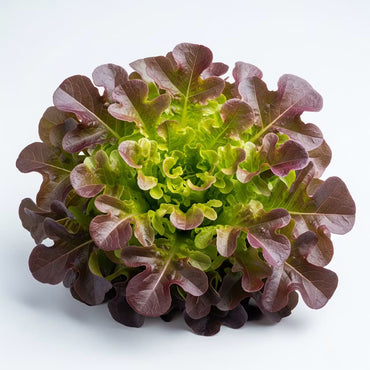 Oakleaf Lettuce Approx (UAE)🇦🇪