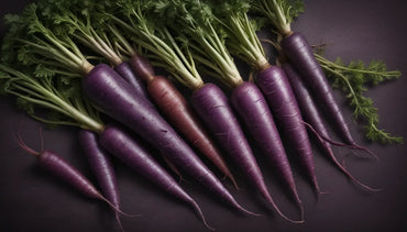 Mini Carrot Top Purple Approx South Africa
