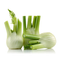 Fennel Premium Quality Holland 🇳🇱