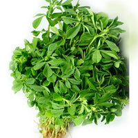 Fenugreek (Methi Leaves) Premium Quality