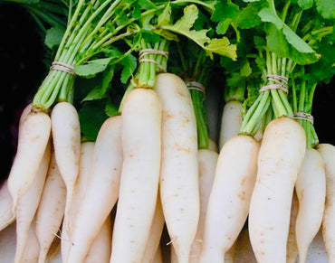 Radish White UAE 🇦🇪