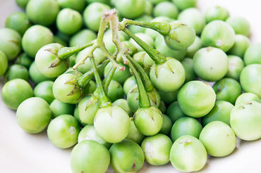 Eggplant Pea Premium Quality Thailand 🇹🇭