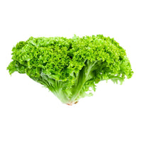 Lettuce Lollo Bionda UAE 🇦🇪