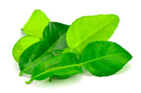 Lime Leaves Premium Quality (Thailand)🇹🇭
