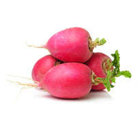Radish Red. Premium quality holland 🇳🇱