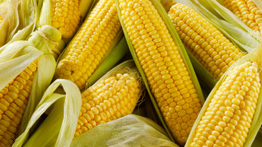 Sweet Corn UAE 🇦🇪