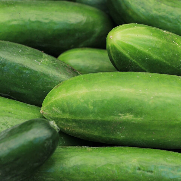 Cucumber (Organic) (Oman)