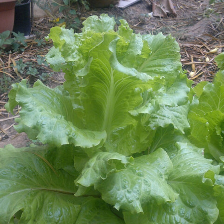 Lettuce - Iceberg (Organic) (Oman)