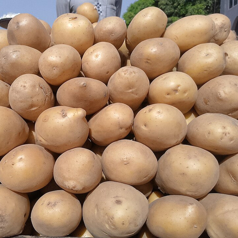Potato