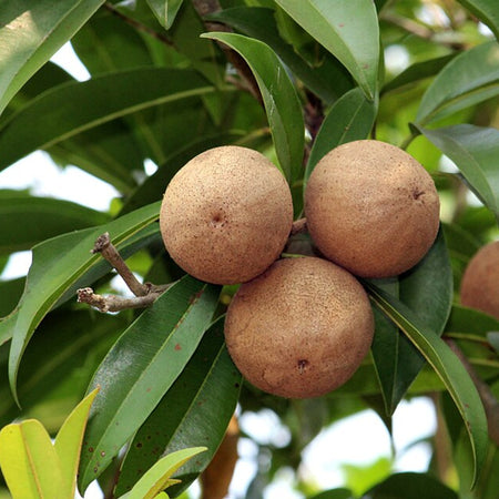 Sapota (Chikoo) (India)