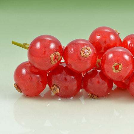 Red Currant (Netherlands)