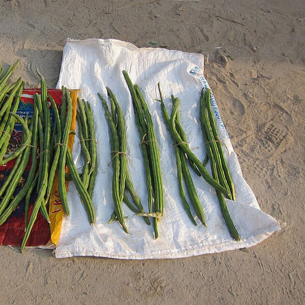 Drumstick (Moringa Pods) (India)