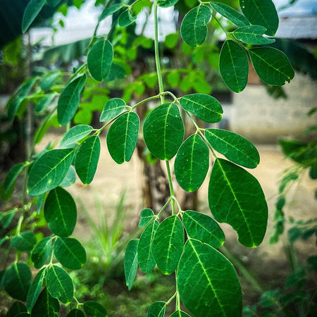 Moringa Leaves (Drumstick Leaves) (UAE)
