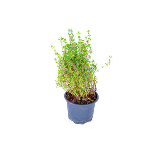 Fresh Herbs & Leaves