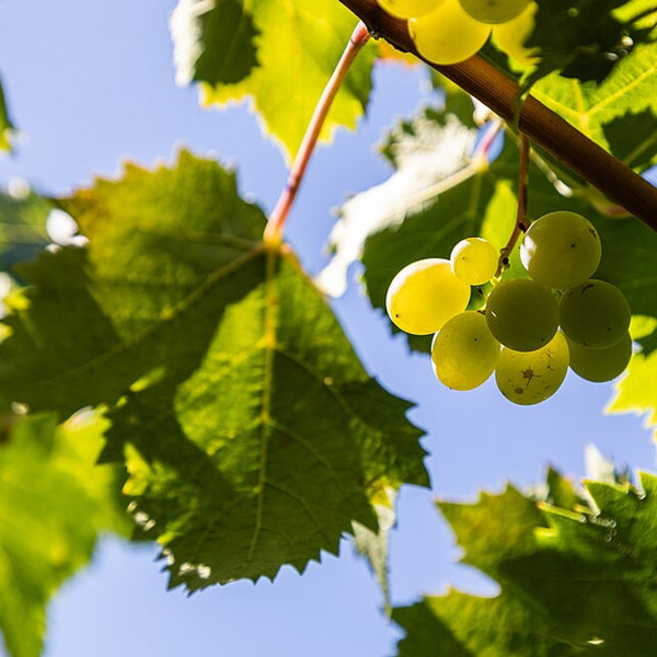 Grape Leaves (Lebanon)