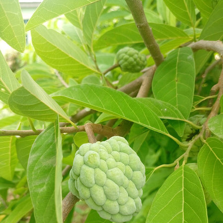 Custard Apple (India)