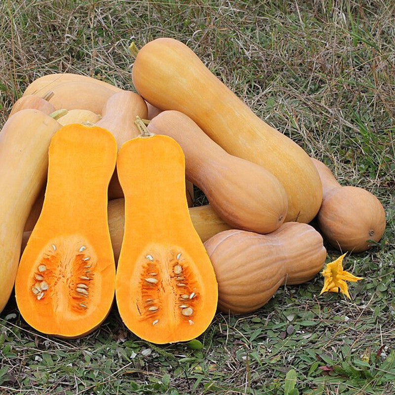 Butternut Squash (UAE)
