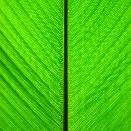 Banana Leaf (India)