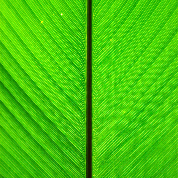 Banana Leaf (India)