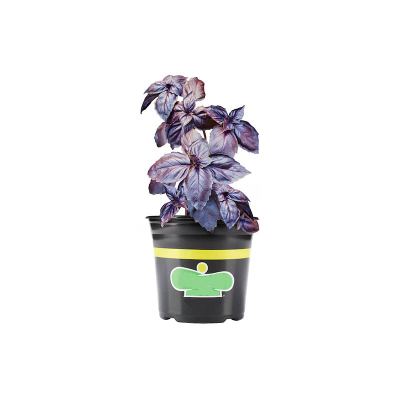 Basil (UAE)