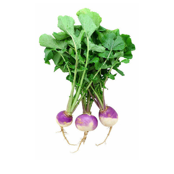 Turnip (Organic) (Oman)