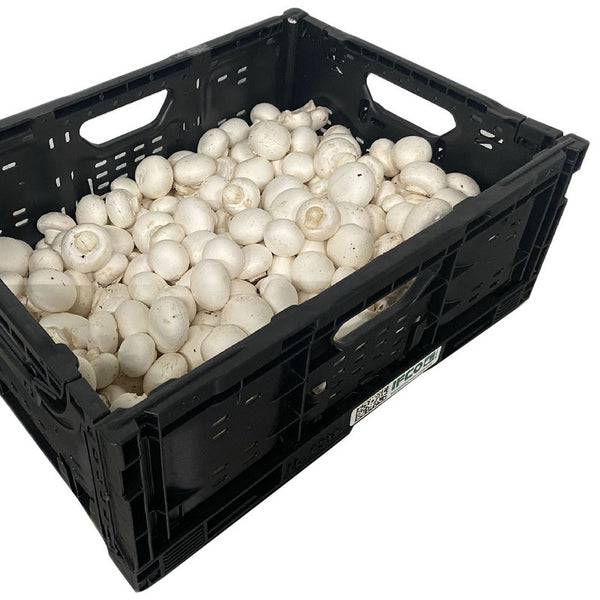 Mushroom - White (China, Full Box 2 kg)